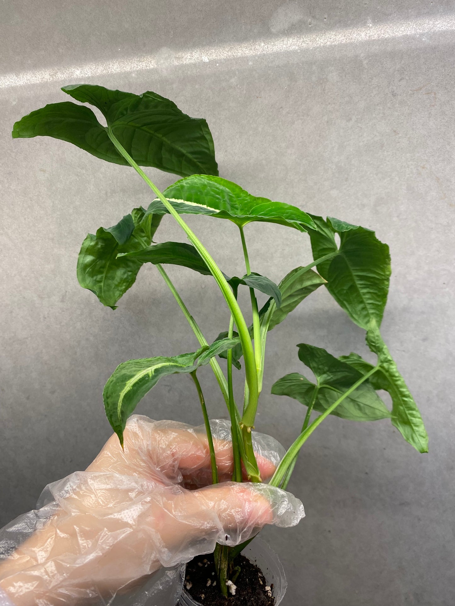 🌿 Syngonium wendlandii