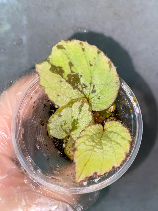 🌿 Begonia aketajawensis (Green)
