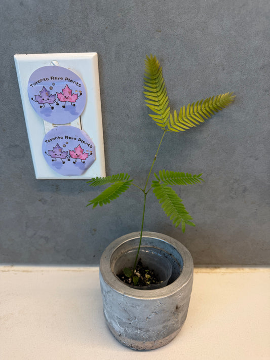 🌿 Cojoba arborea