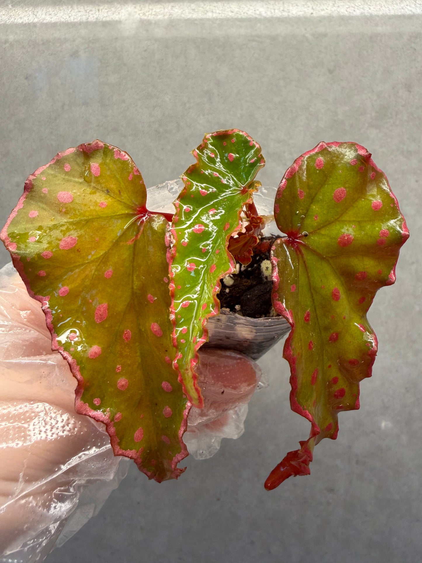 🌿 Begonia Darthvaderiana × Amphioxus