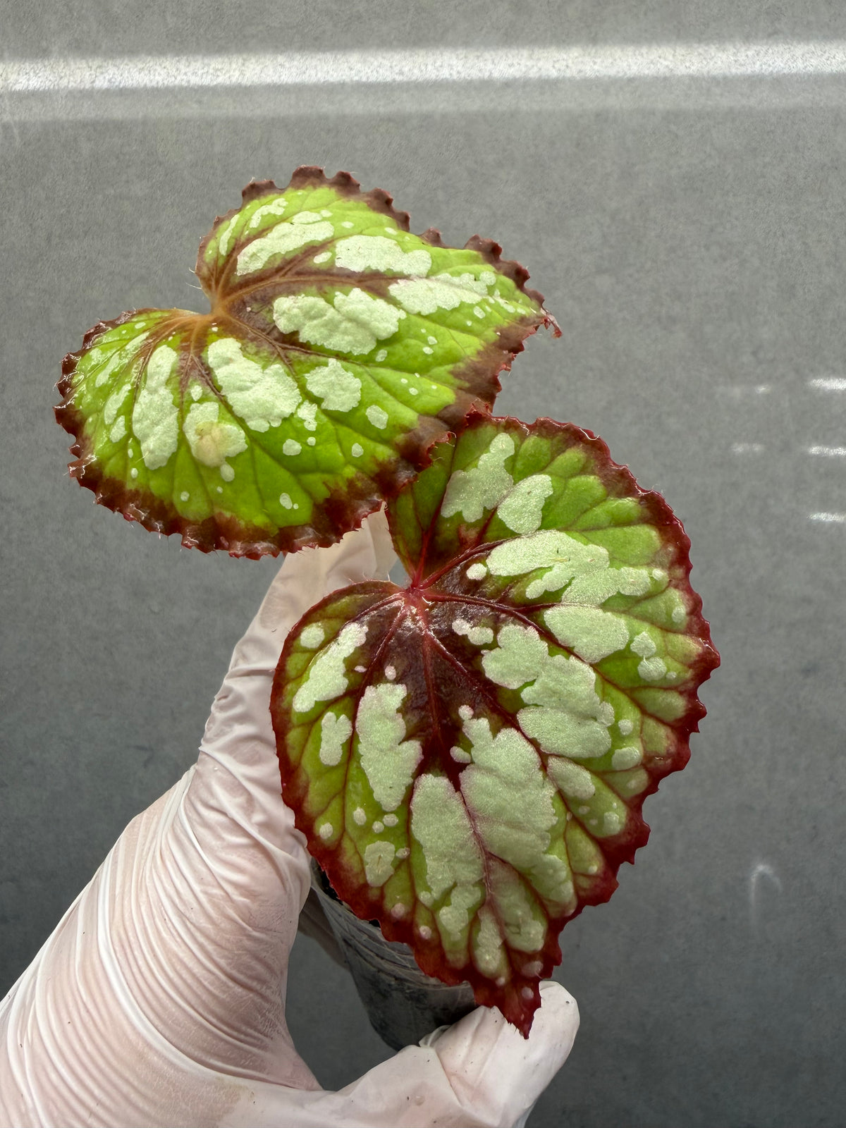 🍵 Begonia ‘Matcha Chocolate’