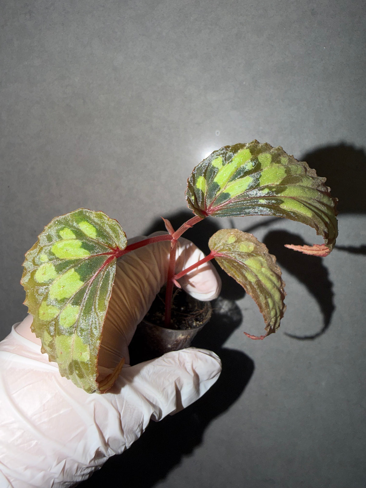 🌿Begonia sp. Kapuas Hulu（U679）