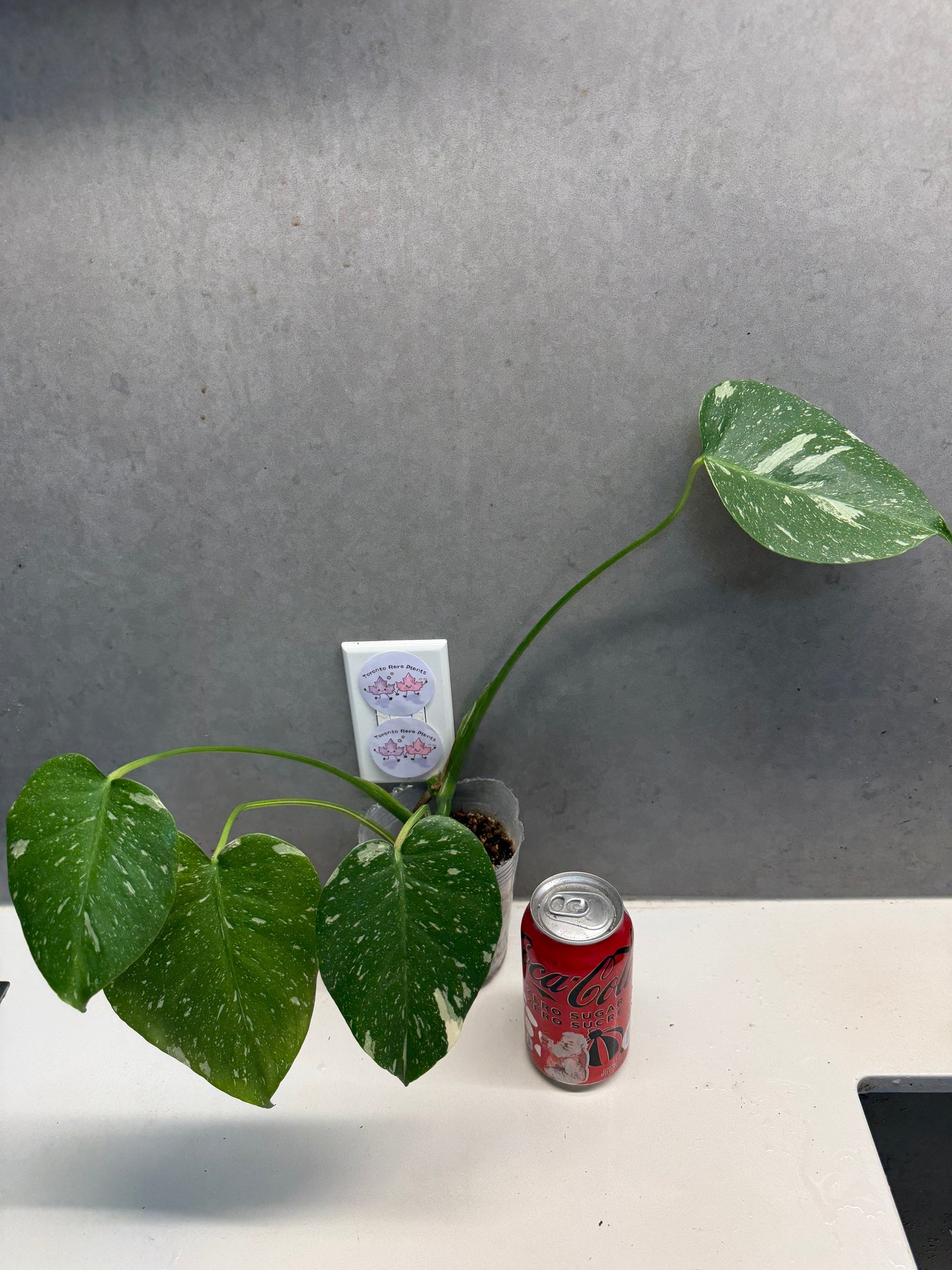 🌿 Monstera Thai（Only GTA）