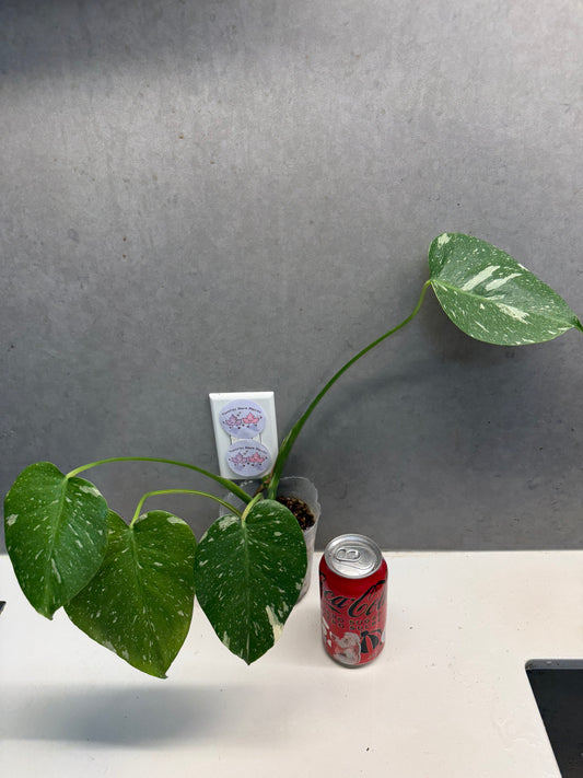 🌿 Monstera Thai（Only GTA）