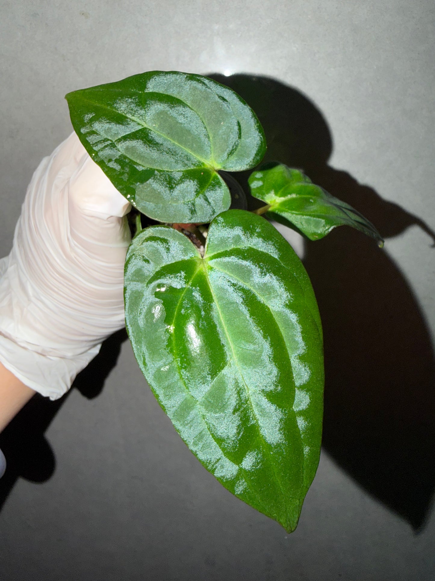 🌿Anthurium Red Vein Dark Phoenix*Carla