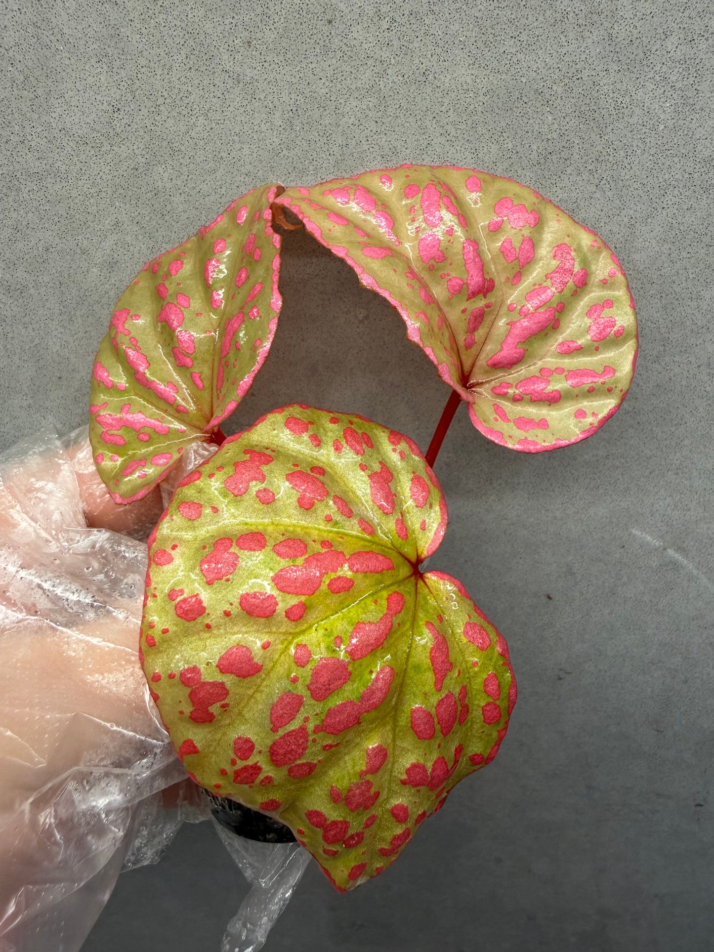 🌸Begonia Roseopunctata
