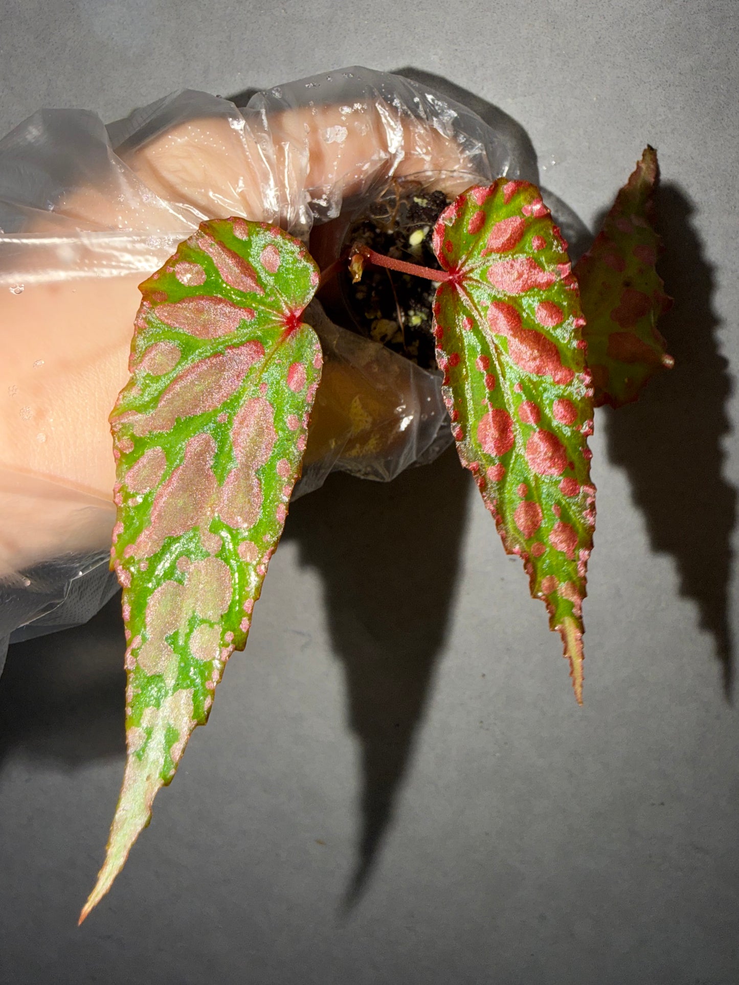 💗Begonia Amphioxus hybrid 🌶️