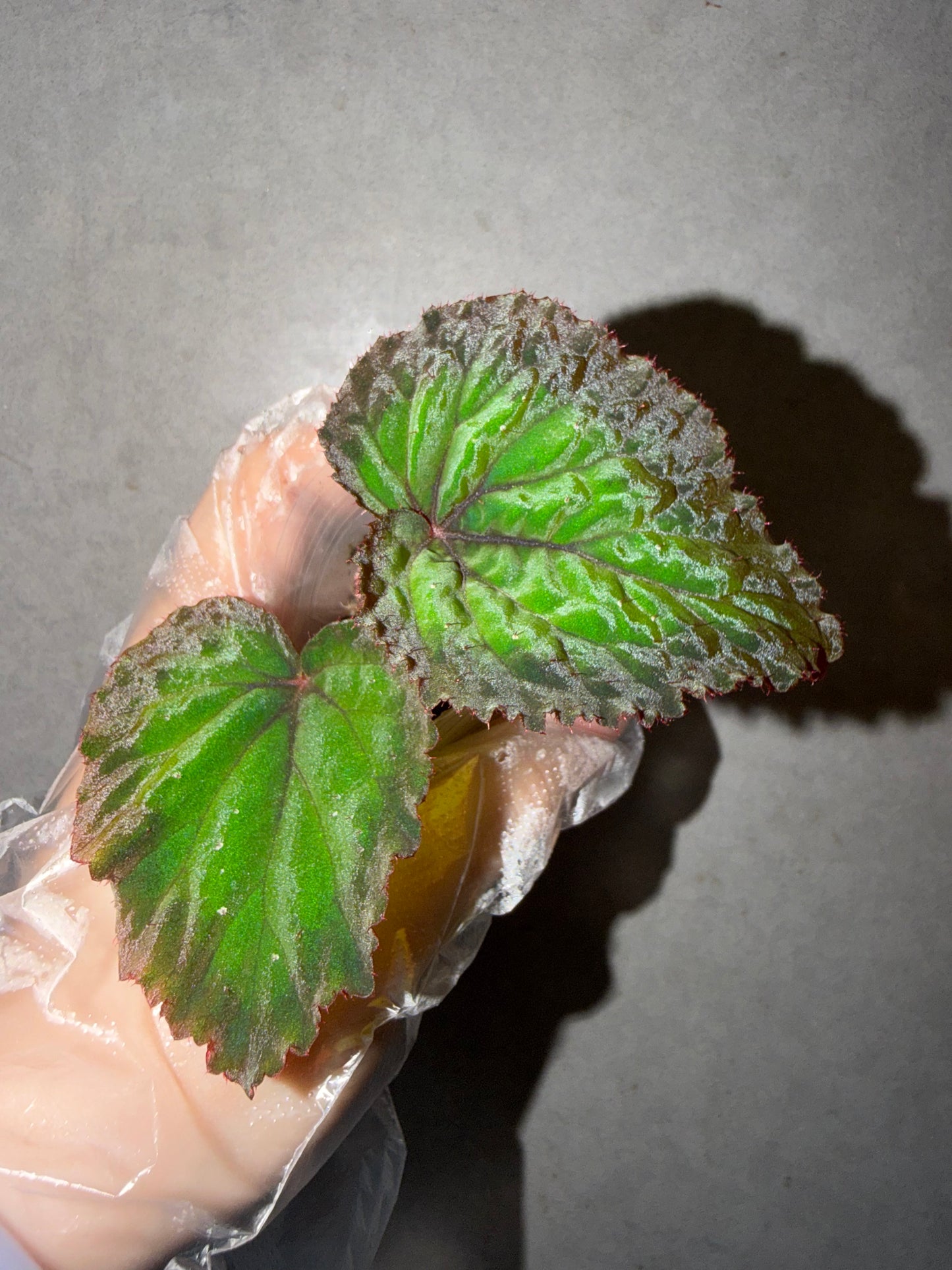 🌿Begonia NoID