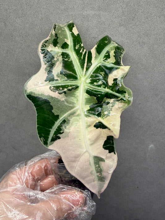 🌸Alocasia ‘Amazonica’ Pink Variegated