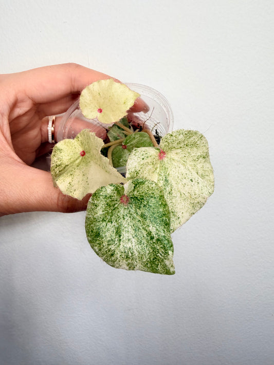 🌿 Begonia 'Rouge' Variegated