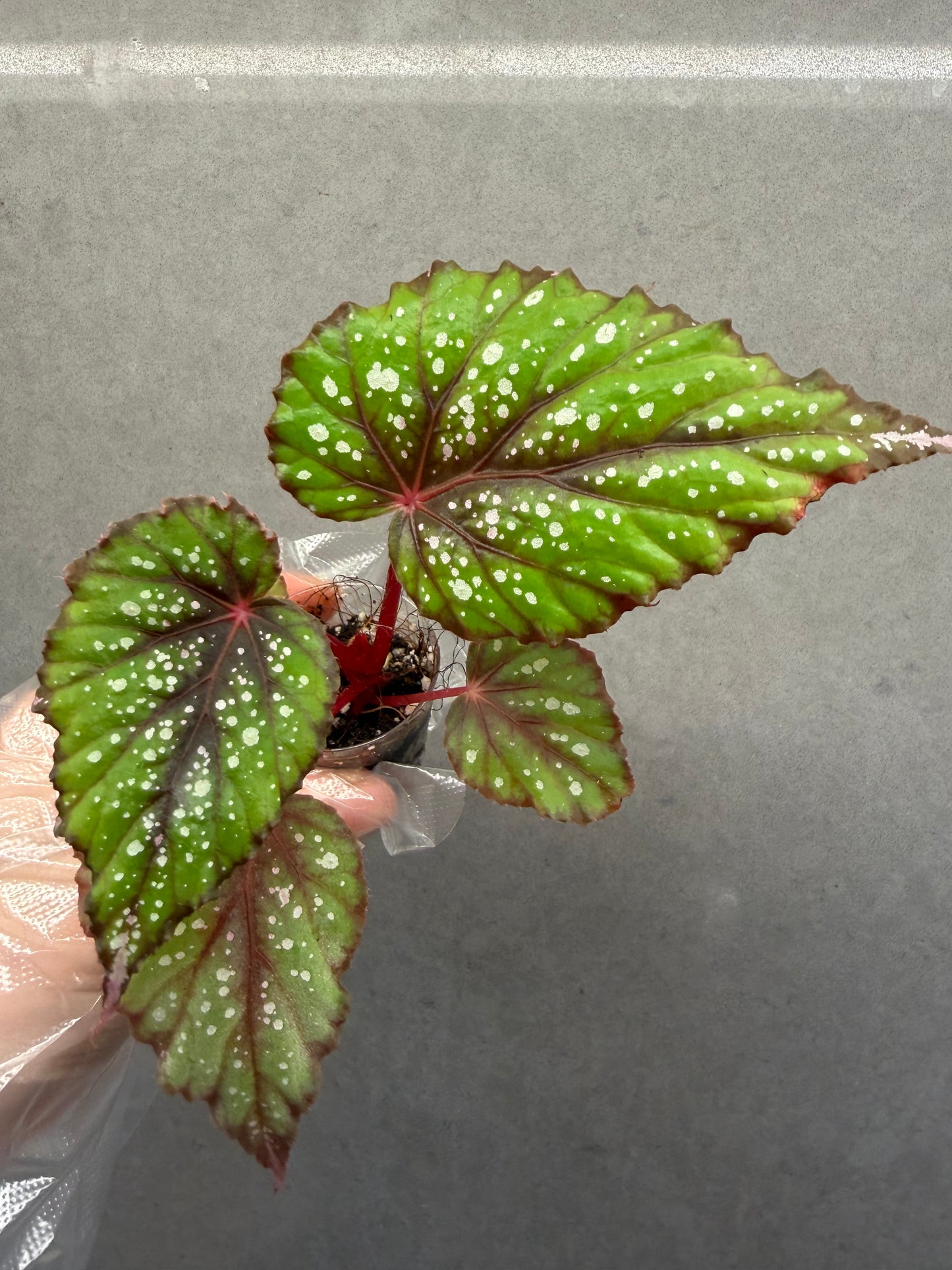 🌿Begonia ’African Jungle‘