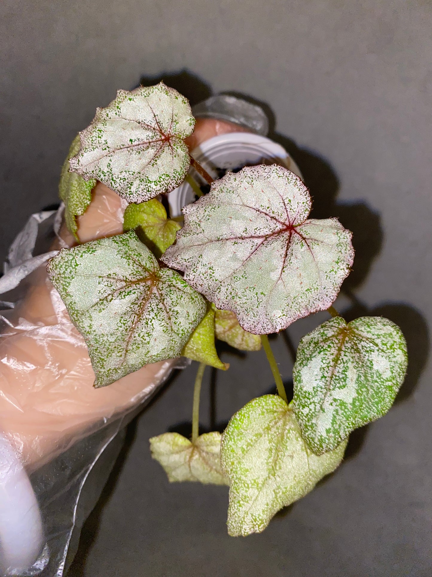 🌿 Begonia 'Margaret'