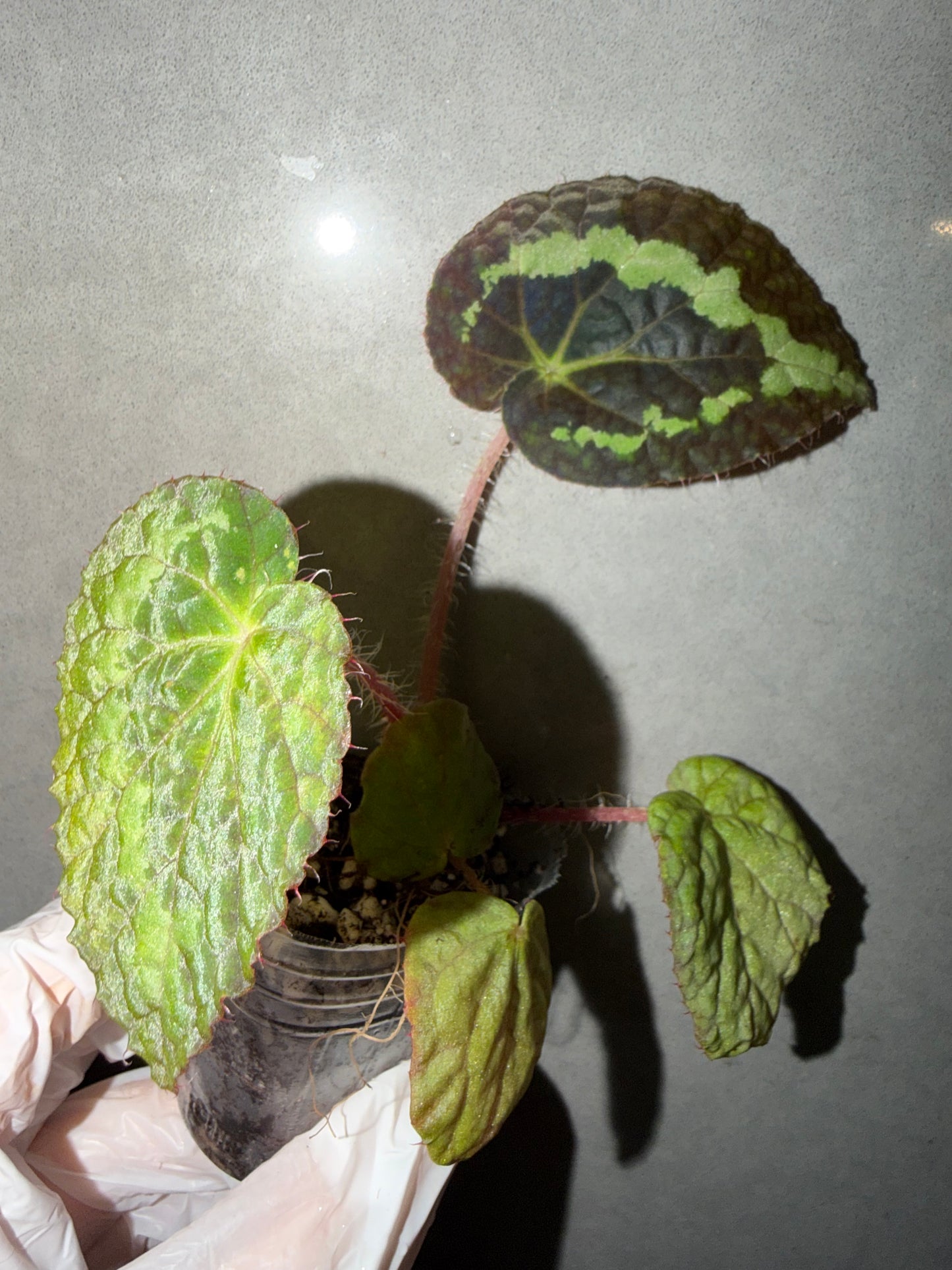 🌿Begonia sizemoreae