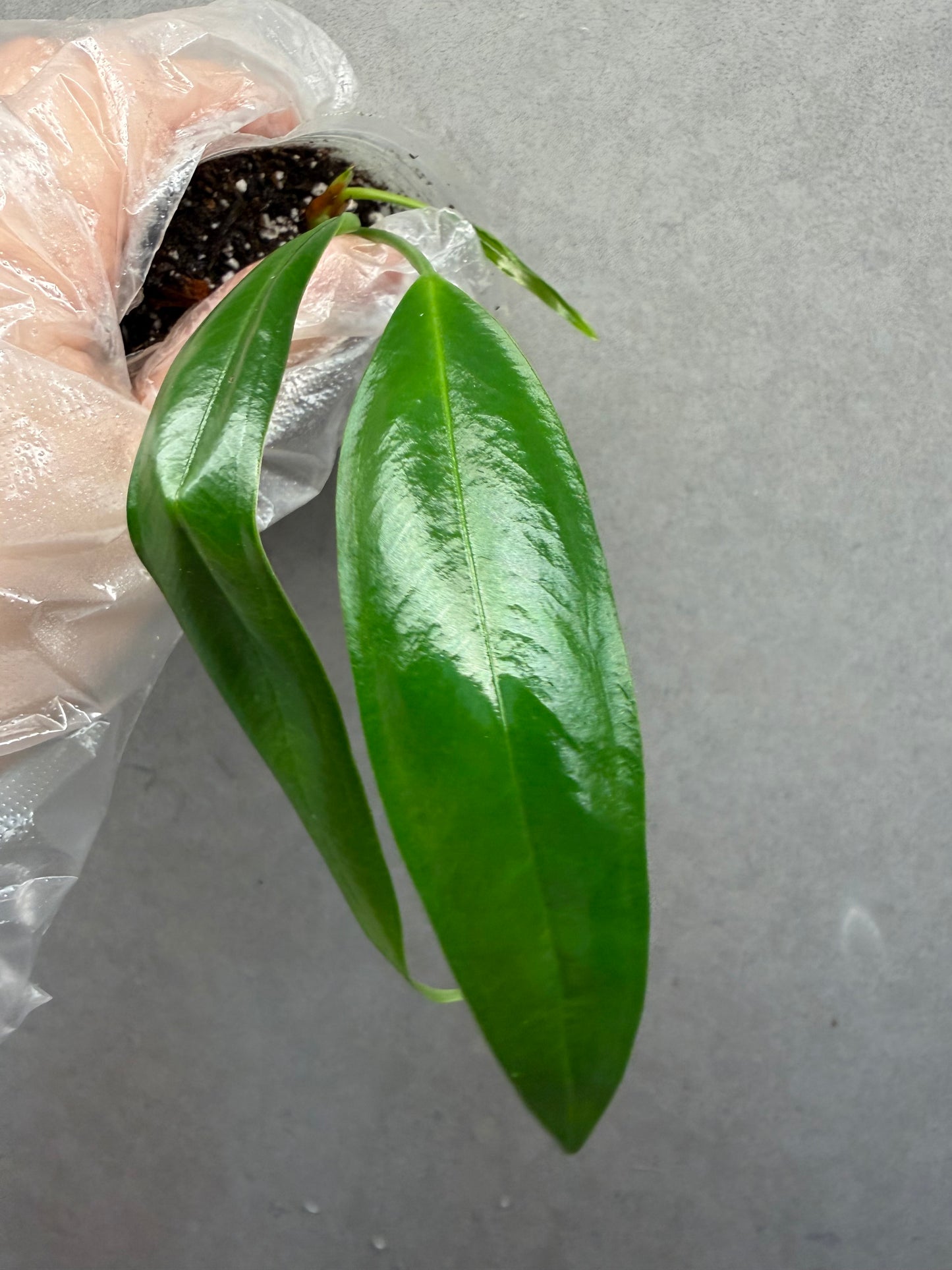 🌿Anthurium bakeri