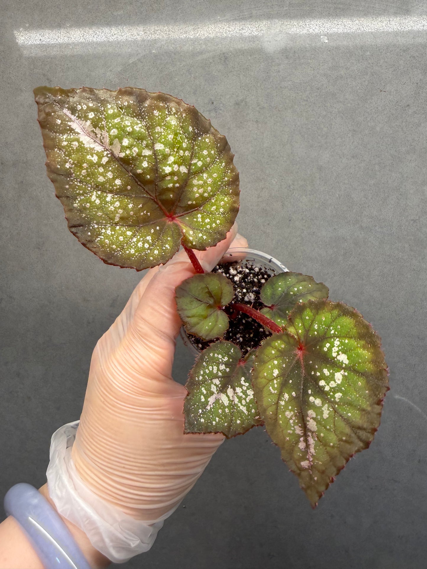 🌃 Begonia 'Blue Danube'