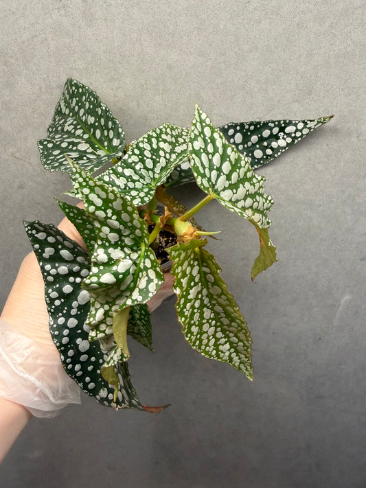 🌿 Begonia 'White Ice'