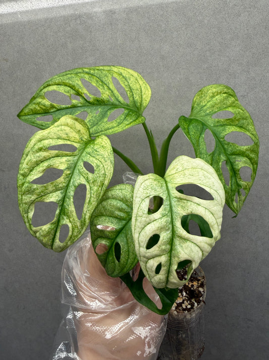 🌿monstera adansonii white monster