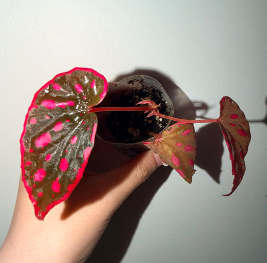 🌟🖤Begonia ‘Nyx’ ✨