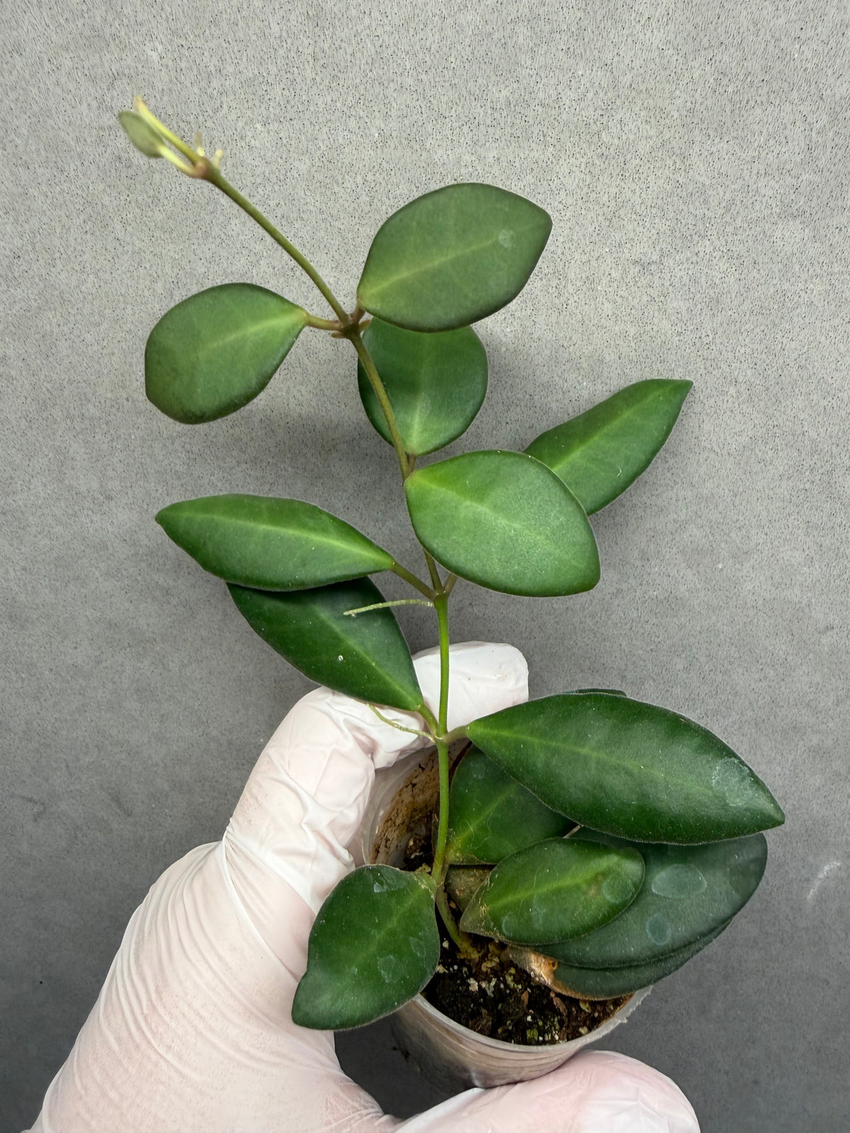 Hoya SP. Burtoniae