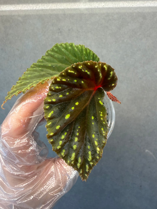 🌿 Begonia atricha