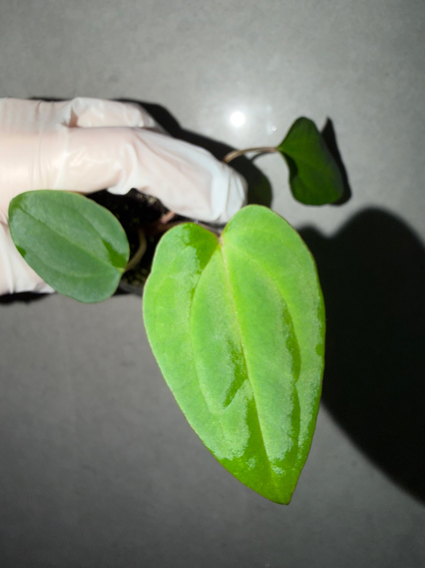 🌿Anthurium Bvep* Red Vein Dark Phoenix