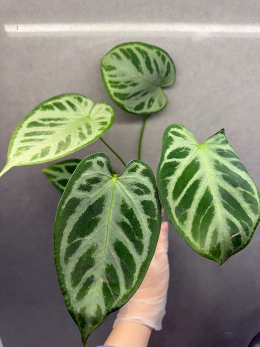 🌿 Anthurium Dorayaki
