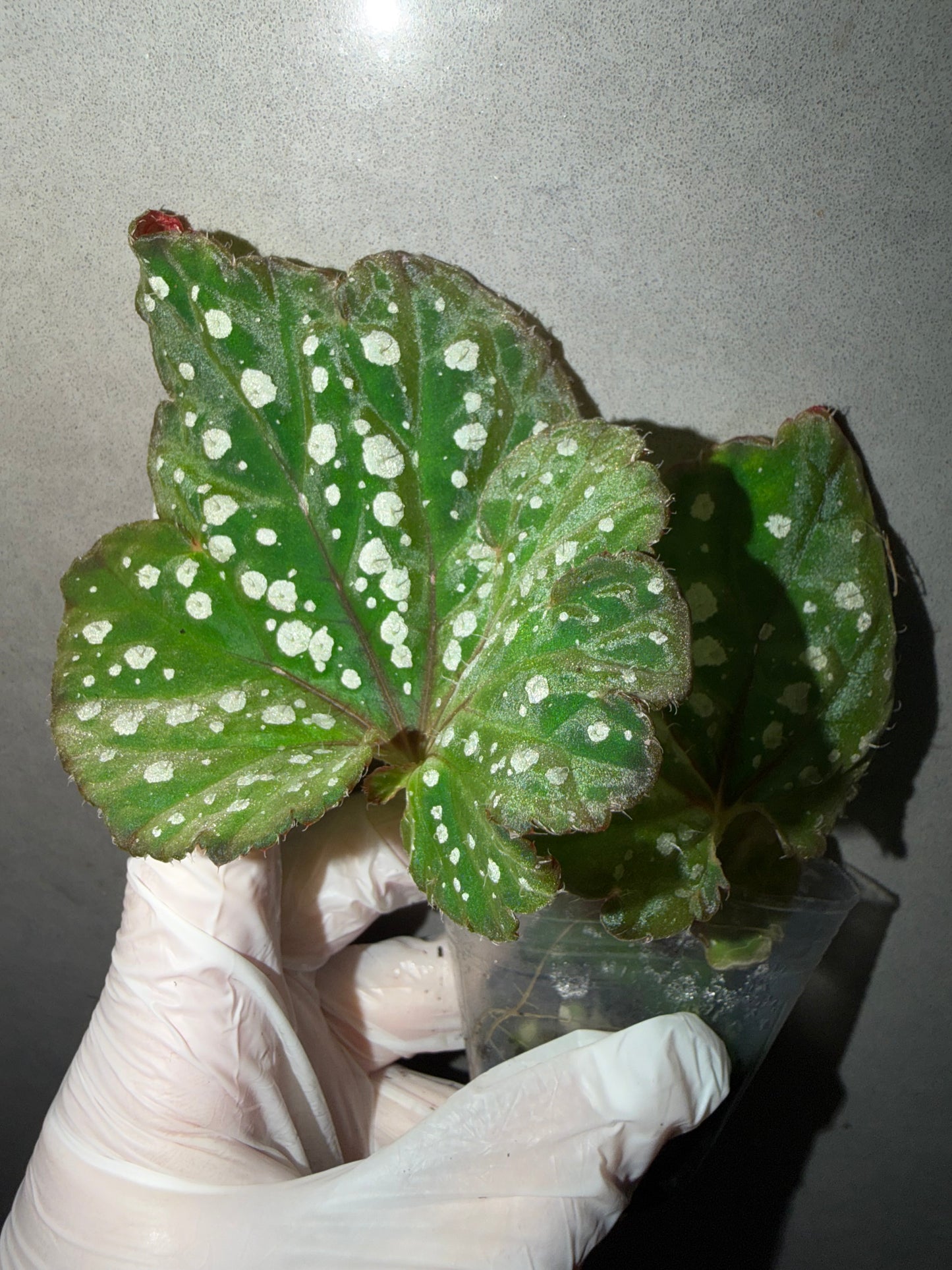 🌿Begonia Ryokuha