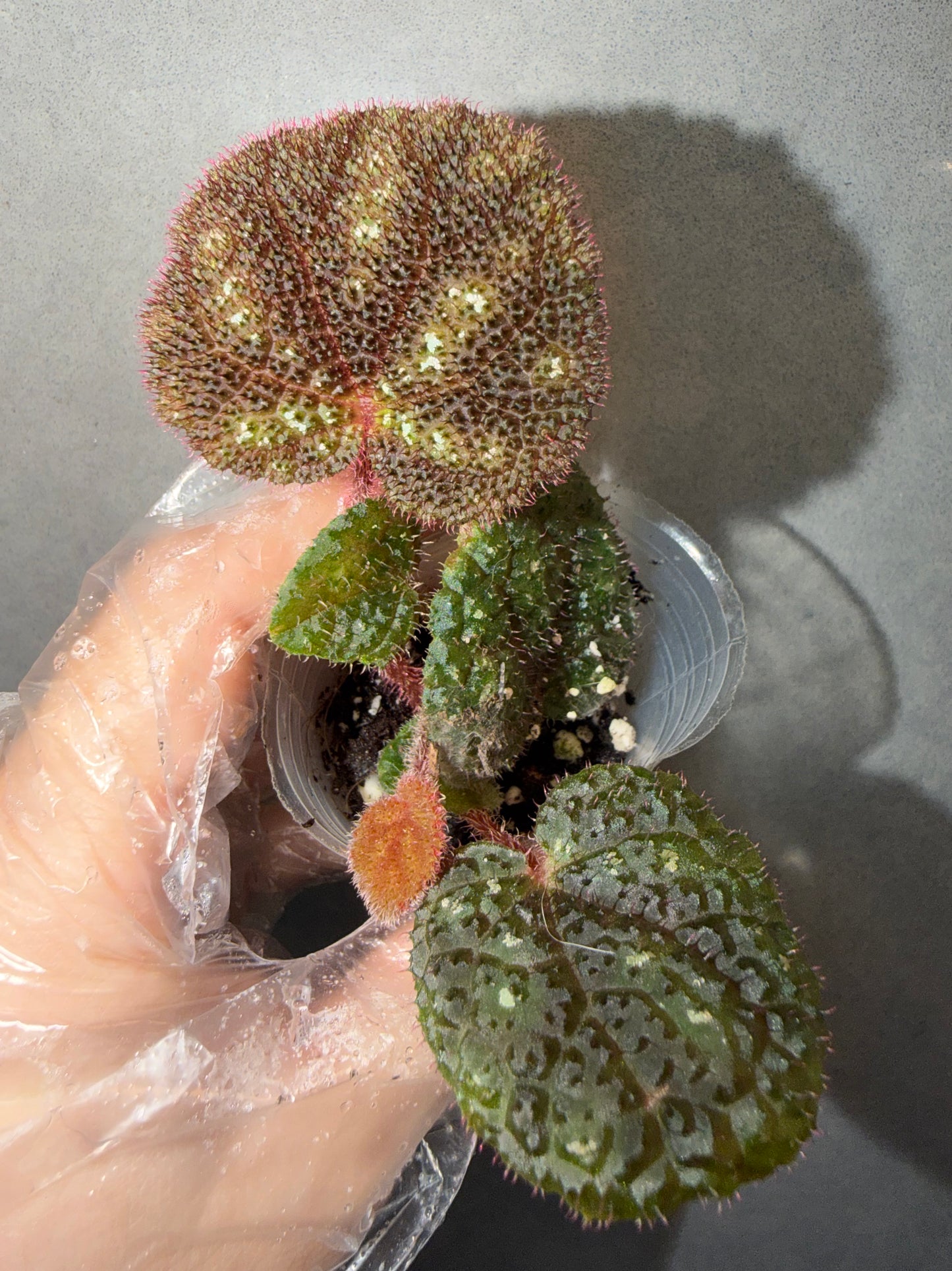 🌿Begonia kui