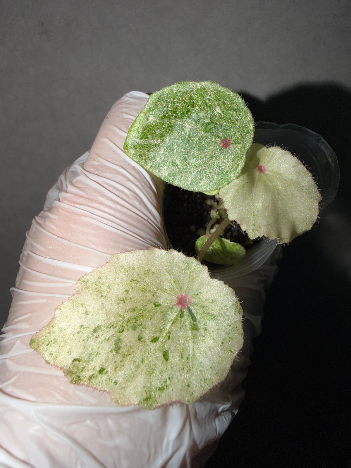🌿 Begonia 'Rouge' Variegated
