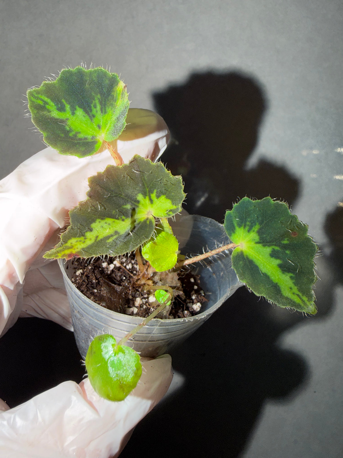 🌿Begonia rhizomatous ’Spotlight‘