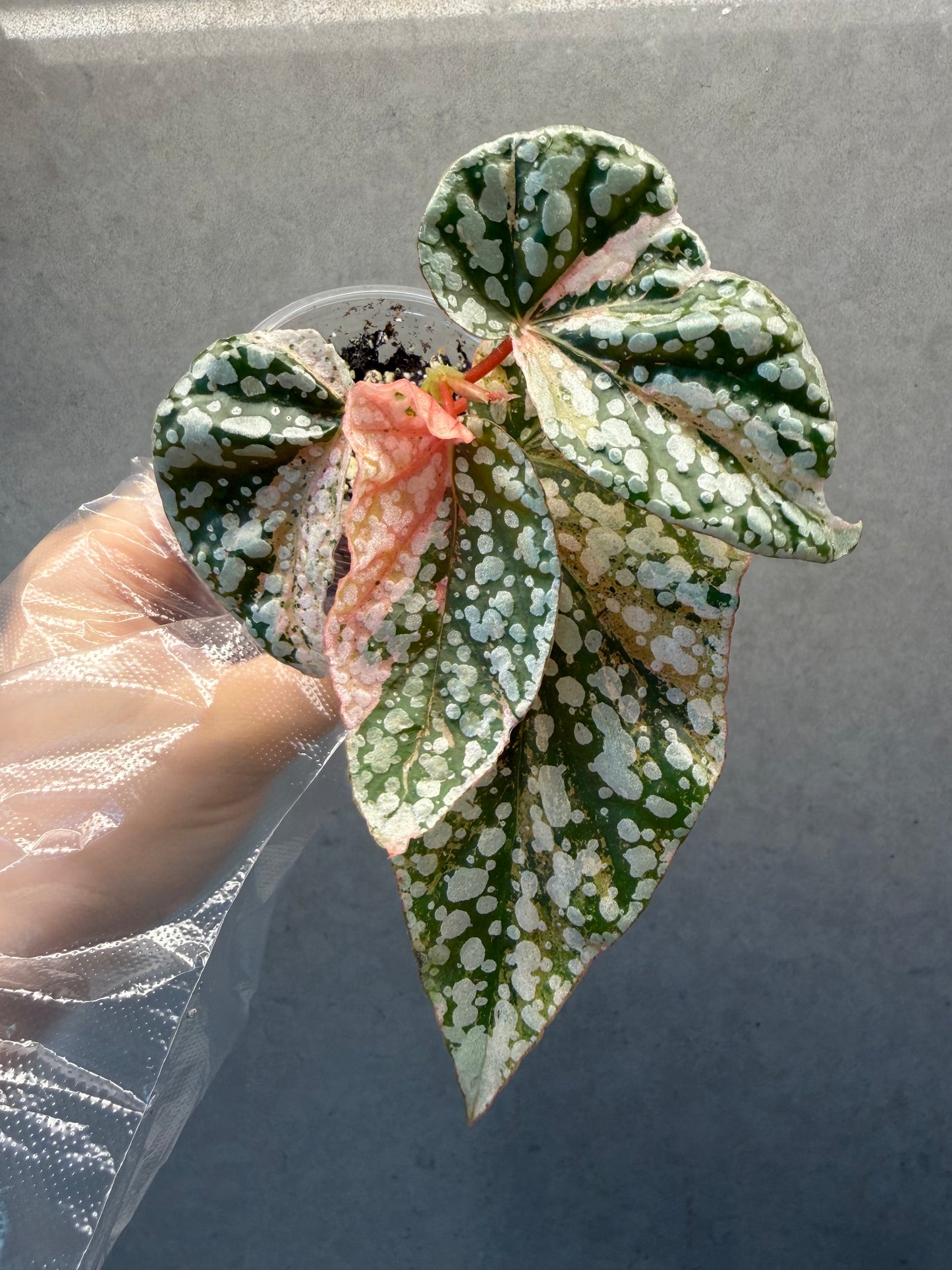 ❄️ Begonia ‘Snow Cap Variegated’