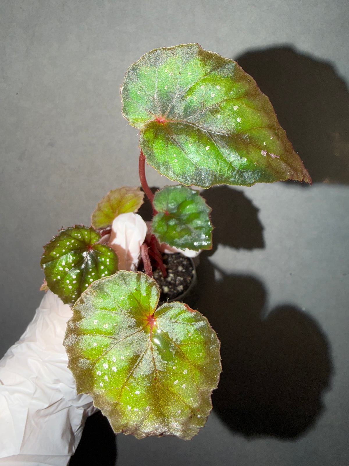 🌃 Begonia 'Blue Danube'