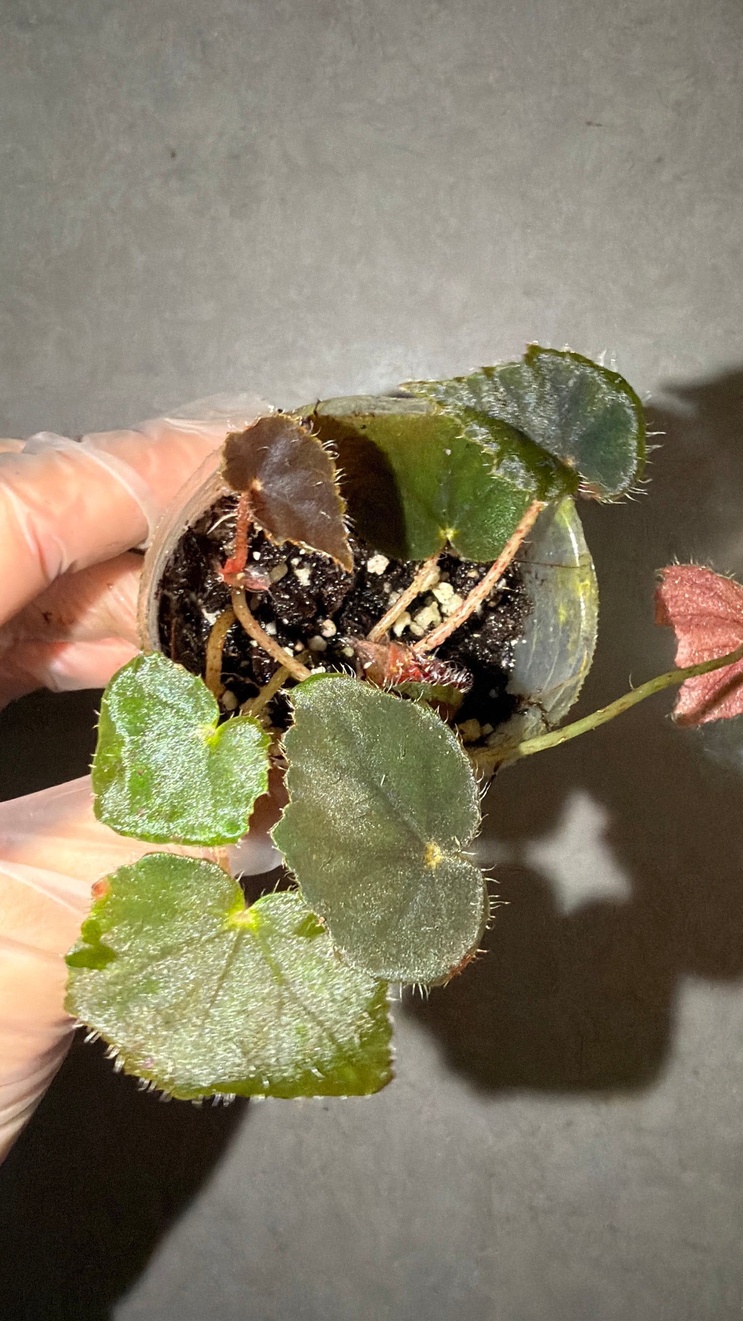 🦢Begonia black velvet