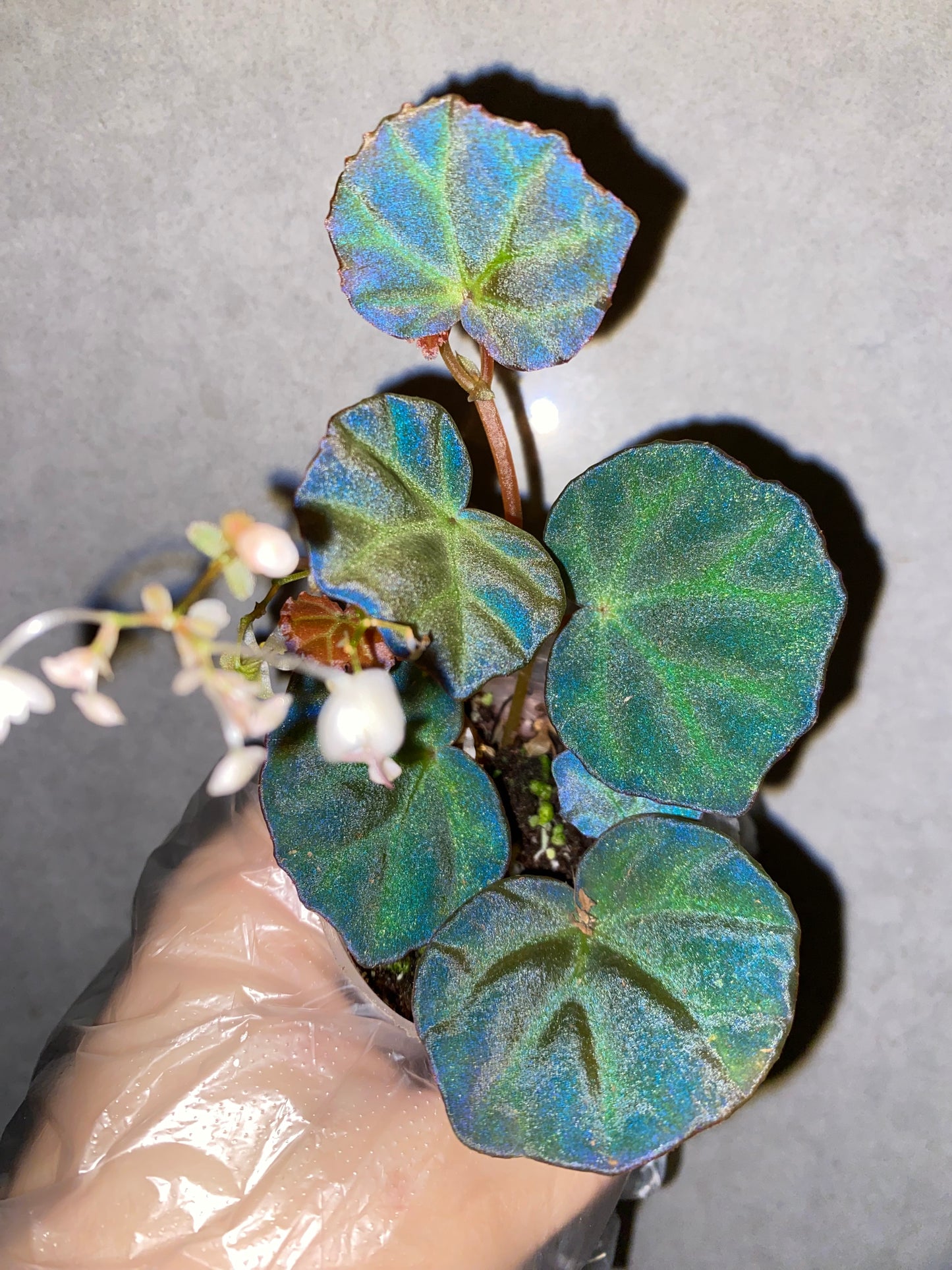 🌿 Begonia sp. Sarawak