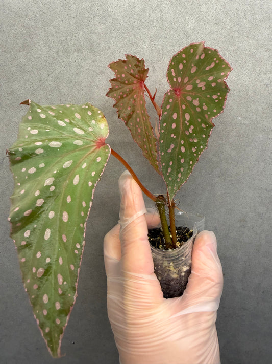 🌿 Begonia malachosticta