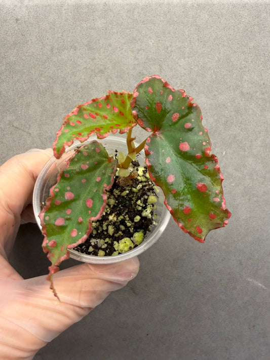 🌿 Begonia Darthvaderiana × Amphioxus