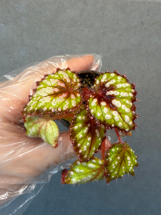 🌿Begonia M&M