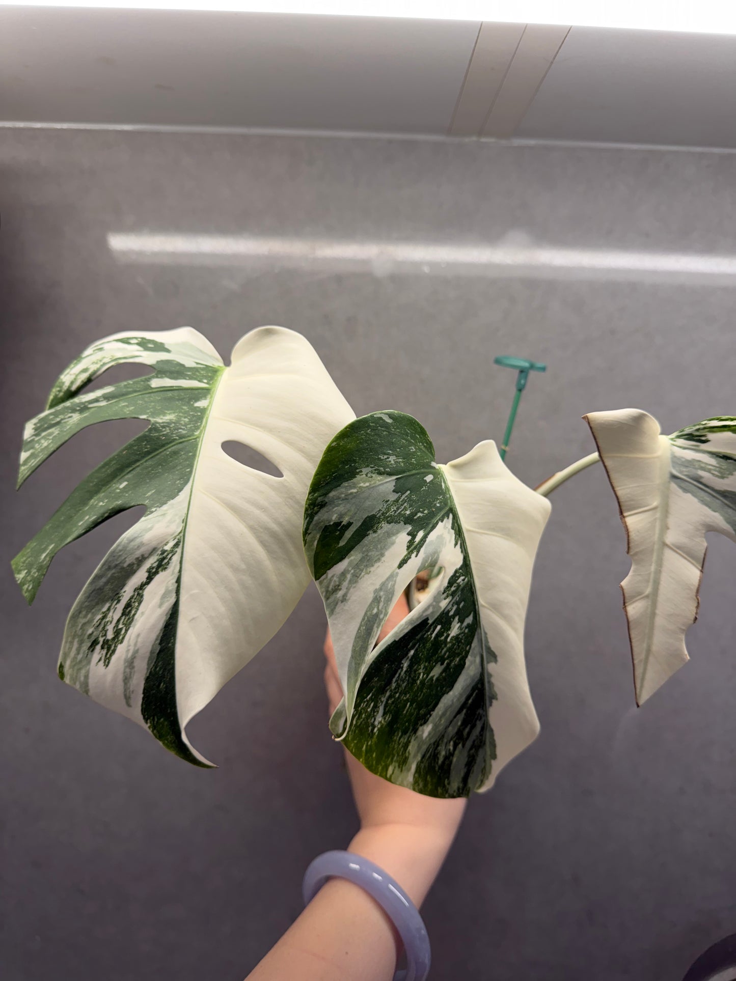 🌿 Monstera Half-Moon albo