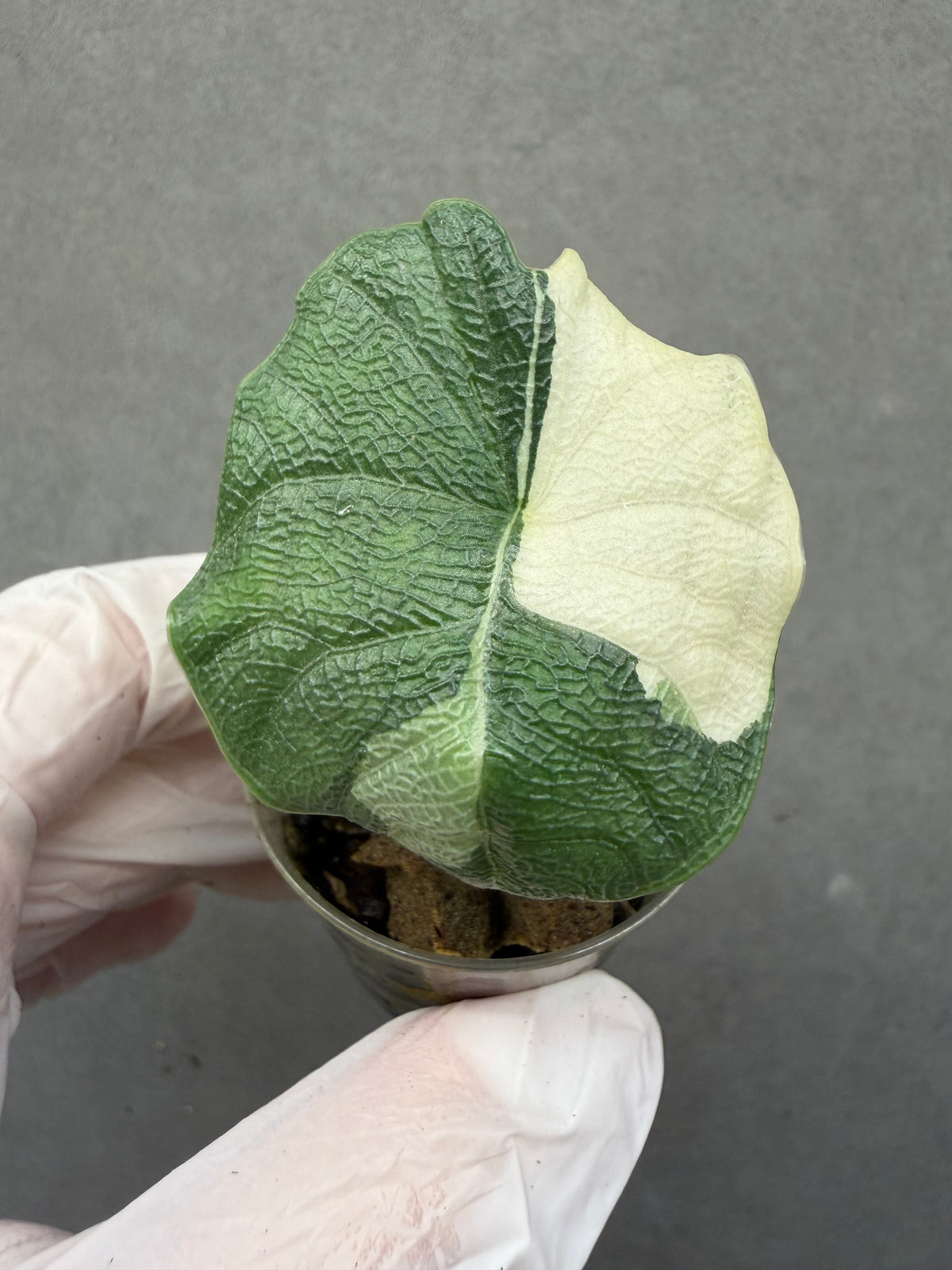 🌿Alocasia Melo Albo
