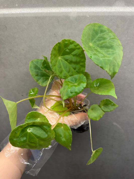 🌿 Begonia natunaensis