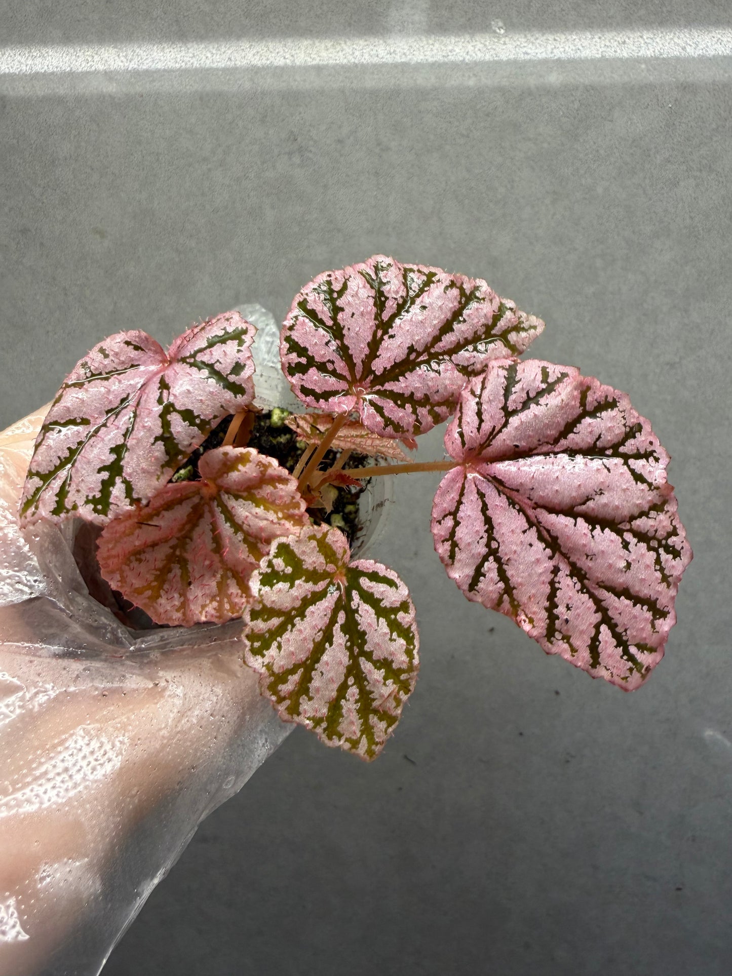 🌿 Begonia 'Tingley Mallet'