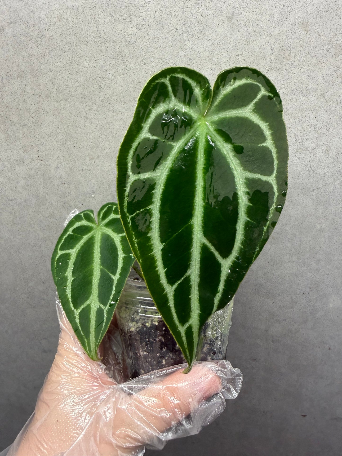 🌿Anthurium Crystallinum* Papi