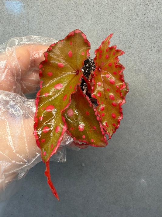 🌿 Begonia Darthvaderiana × Amphioxus