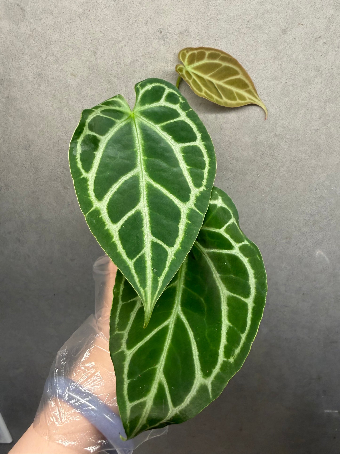🌿Anthurium Forgetii* Crystallinum