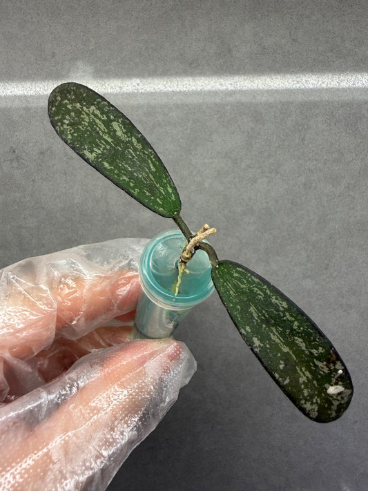 🌿Hoya Sigillatis Outer Var.
