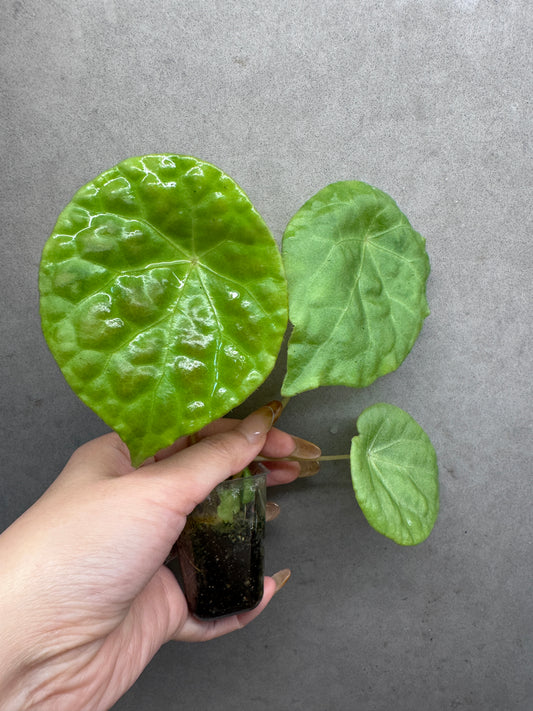 🌿 Begonia phuthoensis