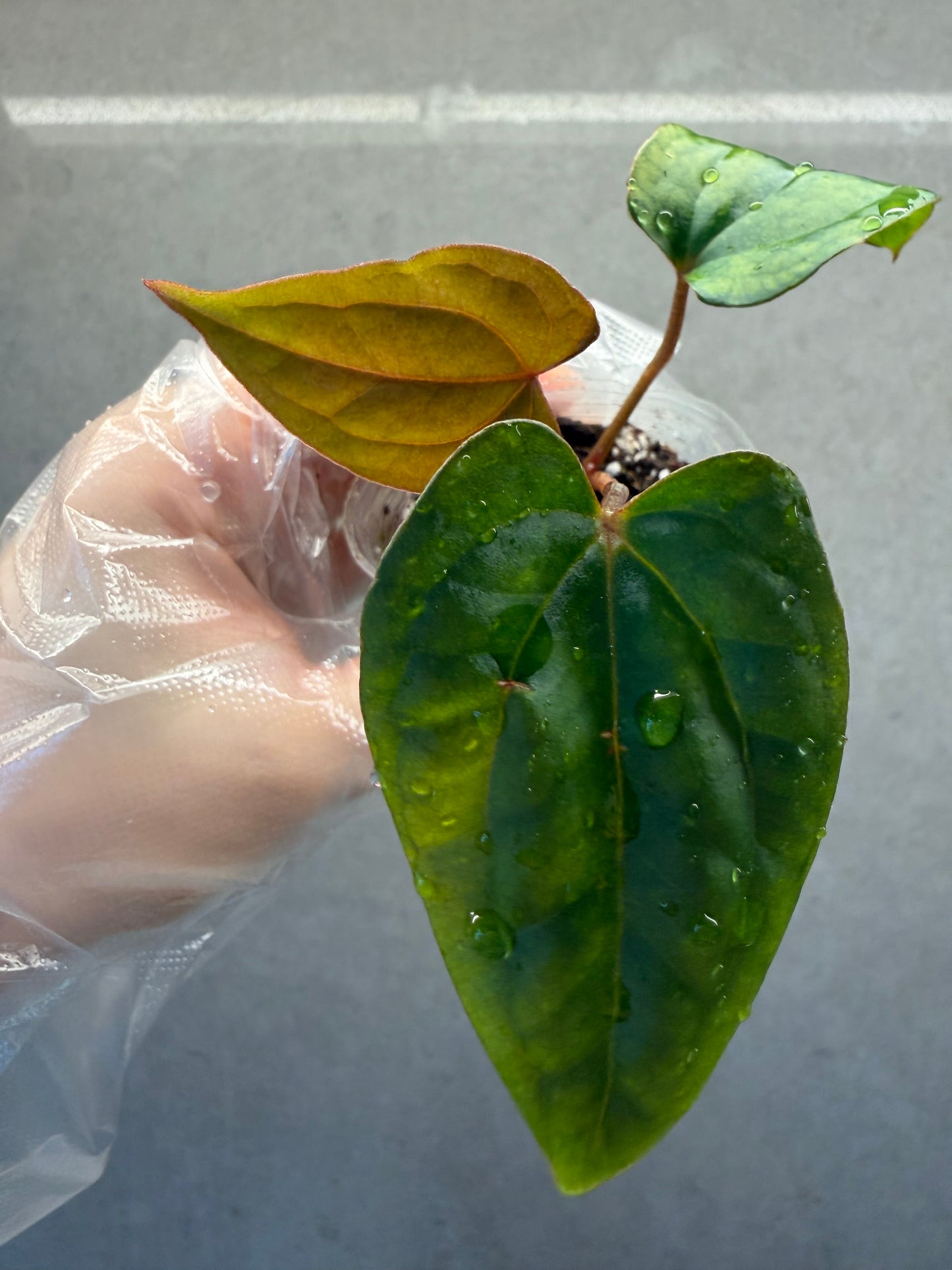 🌿Anthurium Bvep* Dark Phoenix