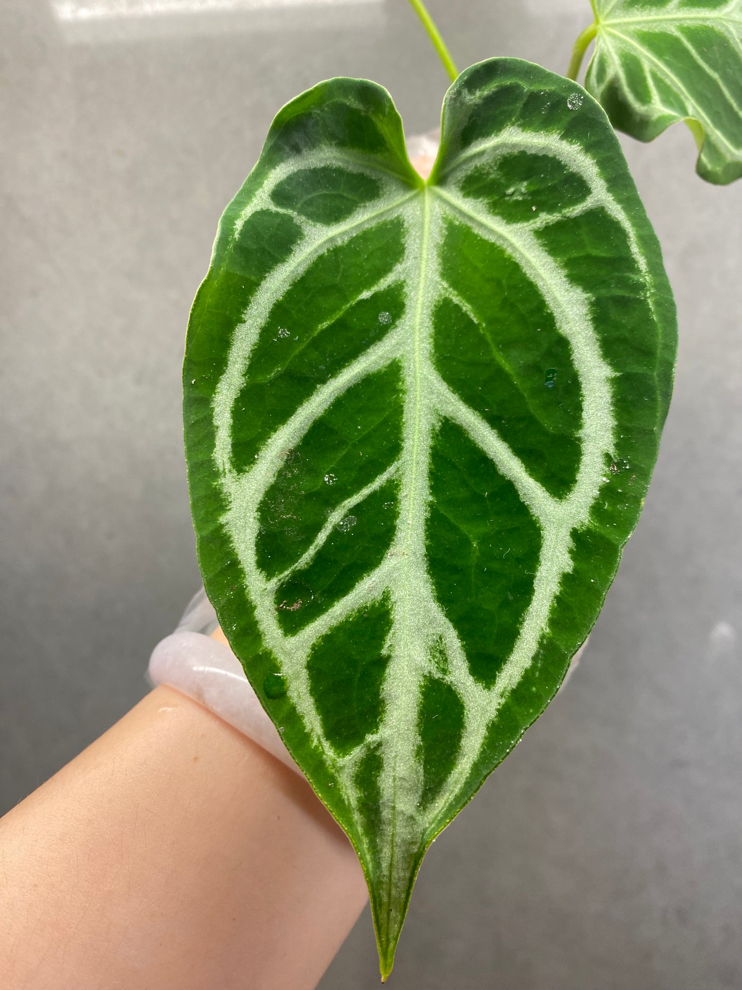 🌿 Anthurium crystallinum ‘Hope’