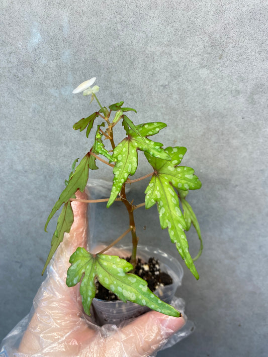 🌿 Begonia dregei