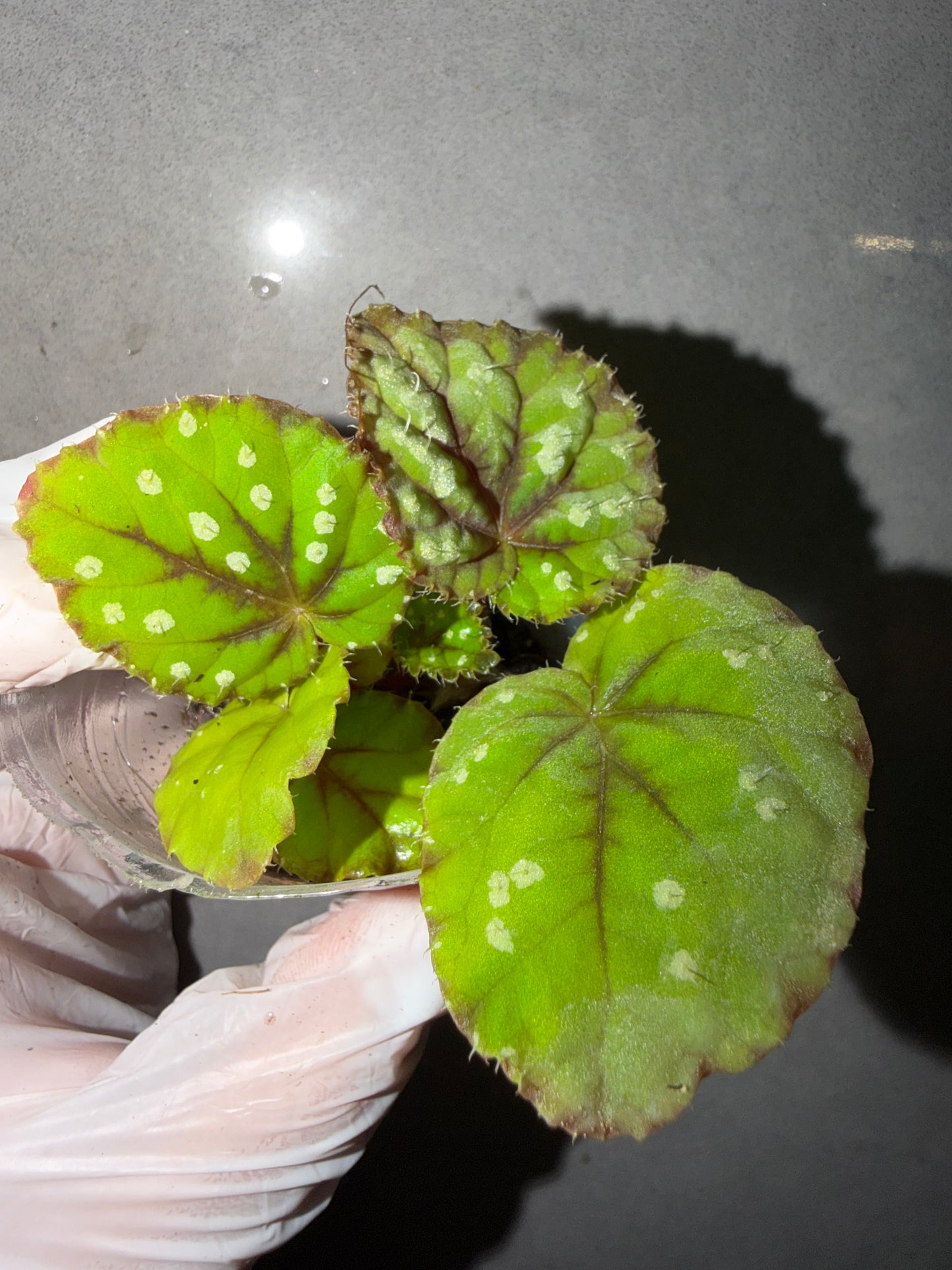 🌿Begonia DS-Little Bead